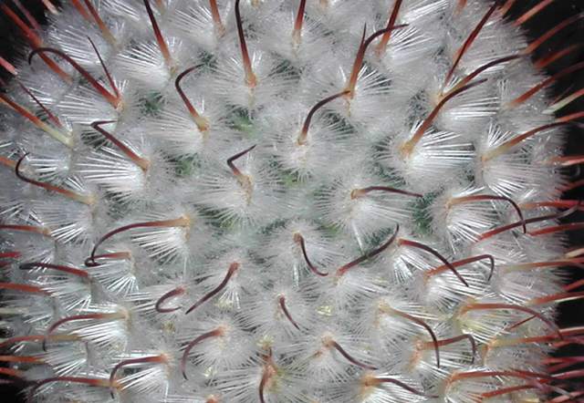 Mammillaria perezdelarosae (1).jpg